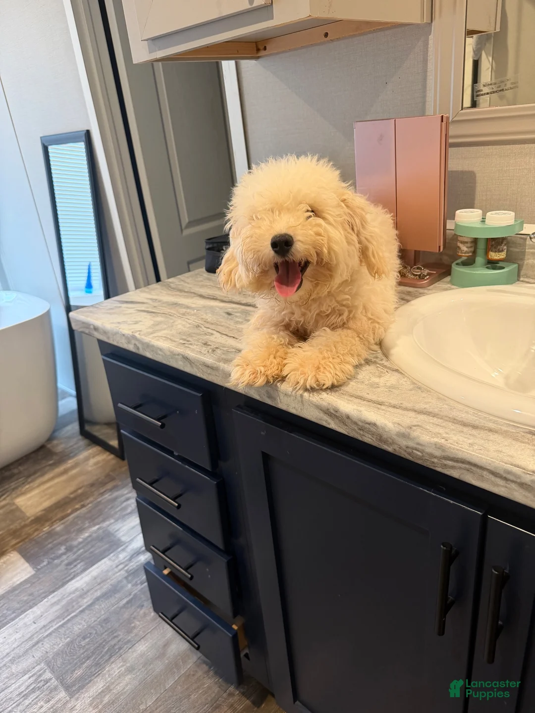 Mini Goldendoodle dogs for sale: Mini Goldendoodle 1 - Ad 6