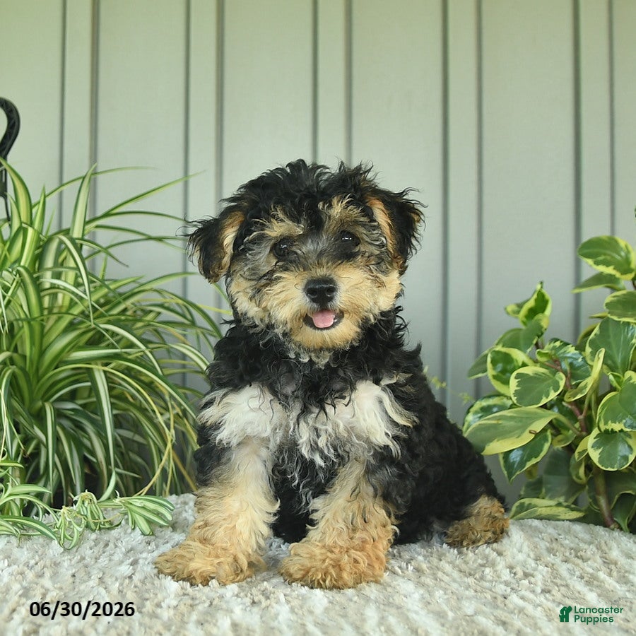 Yorkiepoo dogs Butterfly - Ad 2