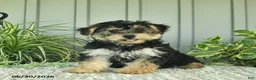Yorkiepoo dogs for sale: Butterfly - Ad 2