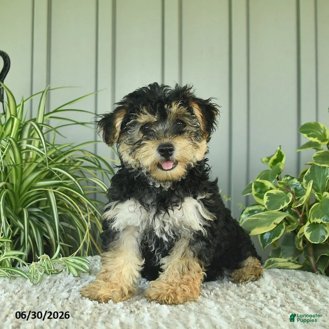 Yorkiepoo dogs for sale: Butterfly - Ad 2