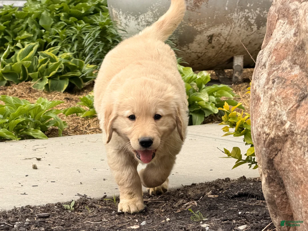 Golden Retriever dogs for sale: Mike - Ad 2