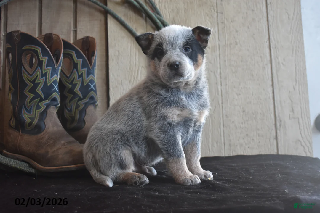 Australian Cattle Dog dogs for sale: Remington - Ad 1