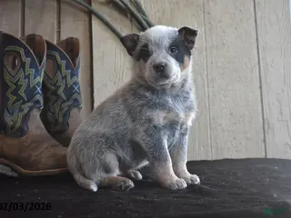 Australian Cattle Dog dogs Remington - Ad 4