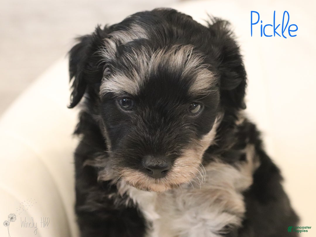 Mini Aussiedoodle dogs for sale: Pickle - Ad 3