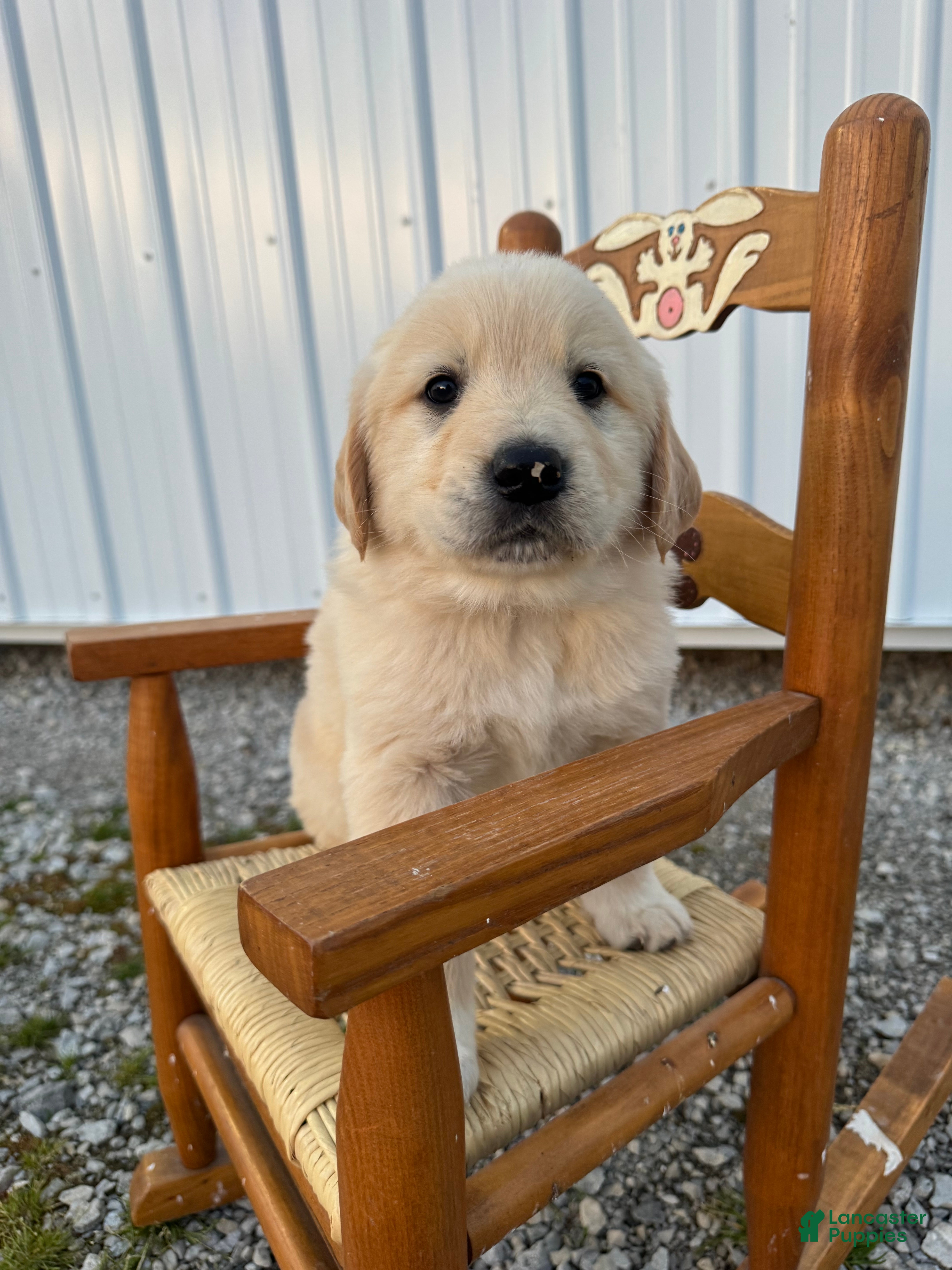 Mixed Breed dogs Golden Pyrenees- Green Collar Girl  - Ad 2