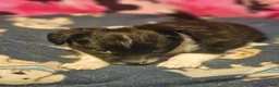 Chihuahua dogs for sale: Butter (T-Cup) - Ad 7