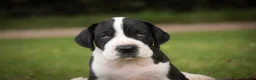 Great Dane dogs for sale: Clark Great Dane  - Ad 6