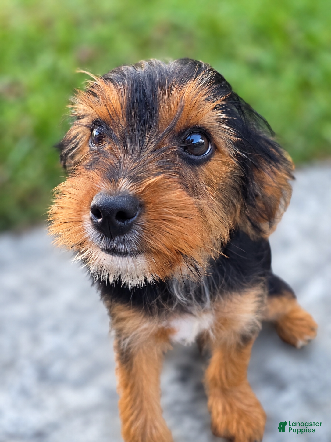 Yorkshire Terrier dogs Snuffy - Ad 2