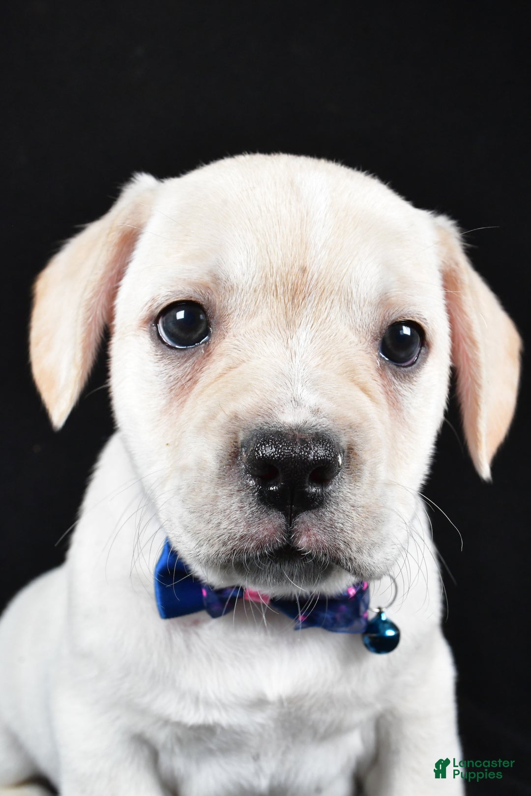 Mixed Breed dogs for sale: Domino - Ad 8