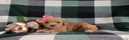 Bichpoo dogs for sale: Roxanna 9 lbs Full Grown - Ad 8
