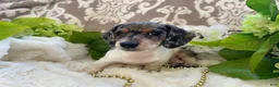 Miniature Dachshund dogs for sale: Ellie - Ad 11