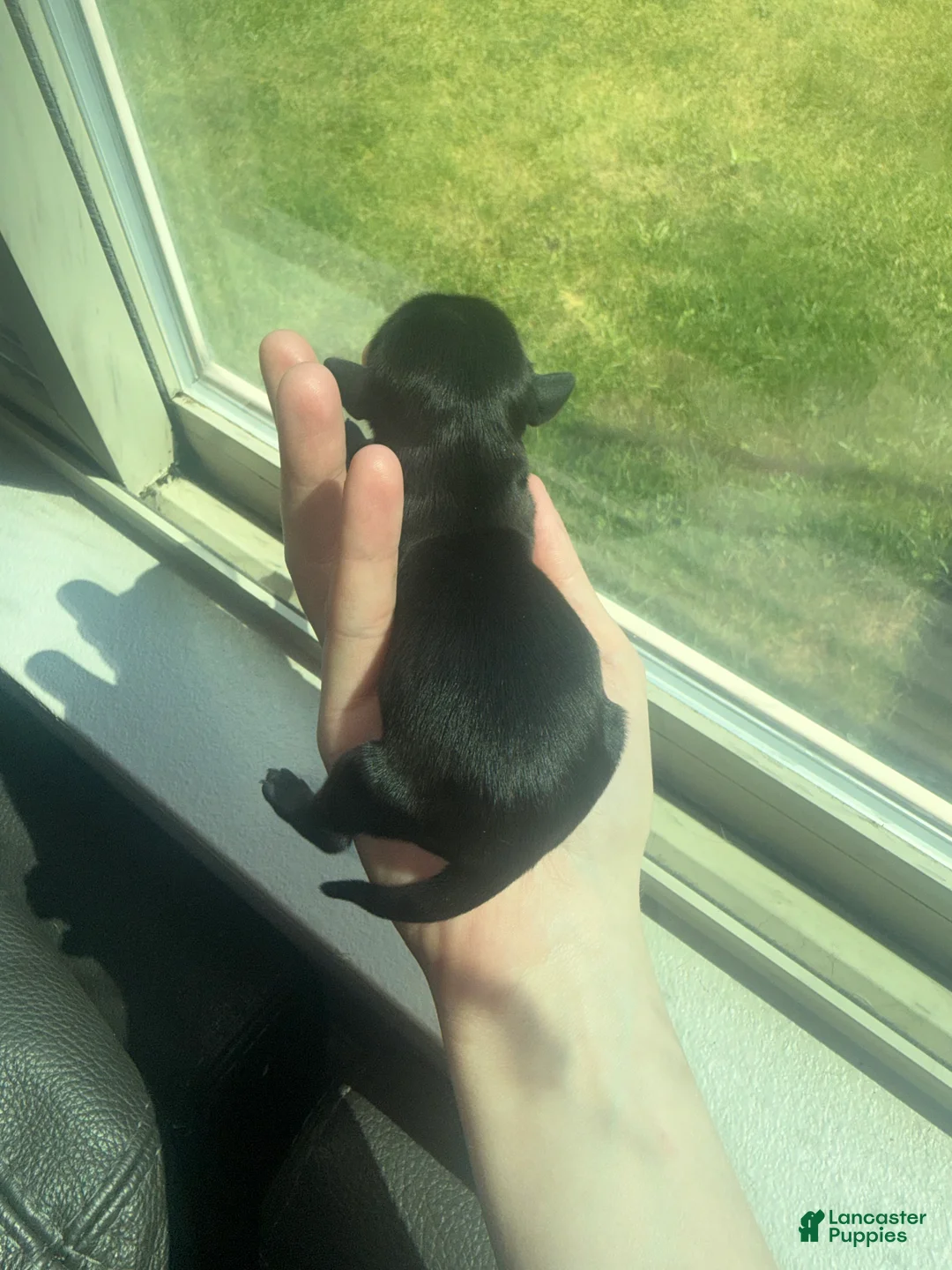 Miniature Dachshund dogs for sale: Miniature Dachshund 2 - Ad 1