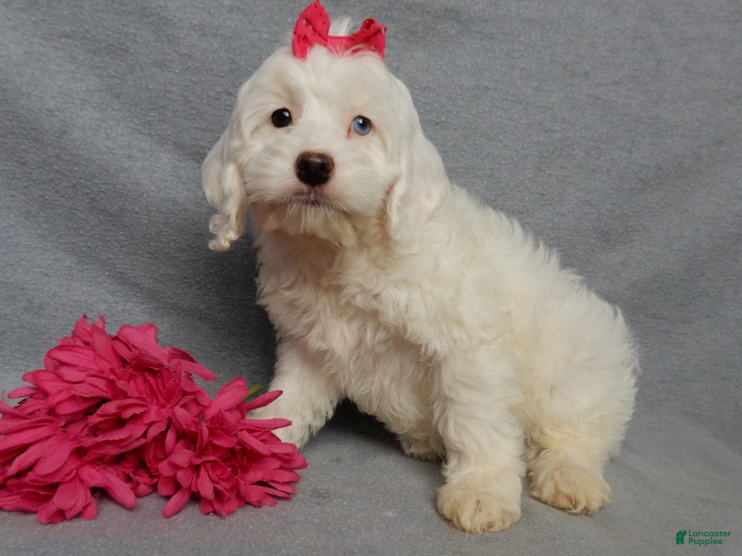 Cockapoo dogs for sale: Piper - Ad 5