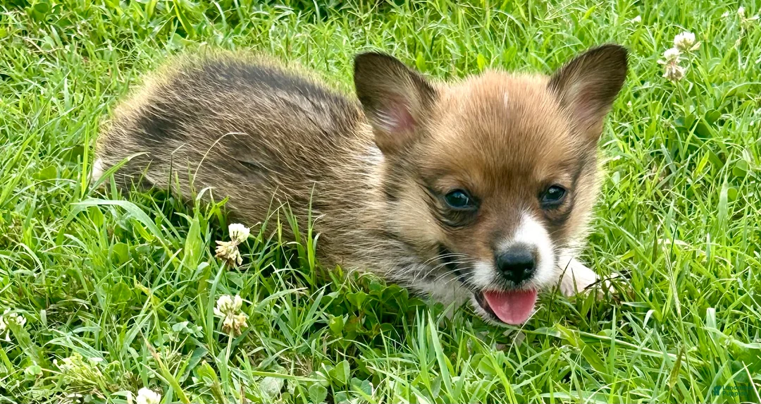 Welsh Corgi Pembroke dogs for sale: Welsh Corgi Pembroke Puppy 3 - Ad 2