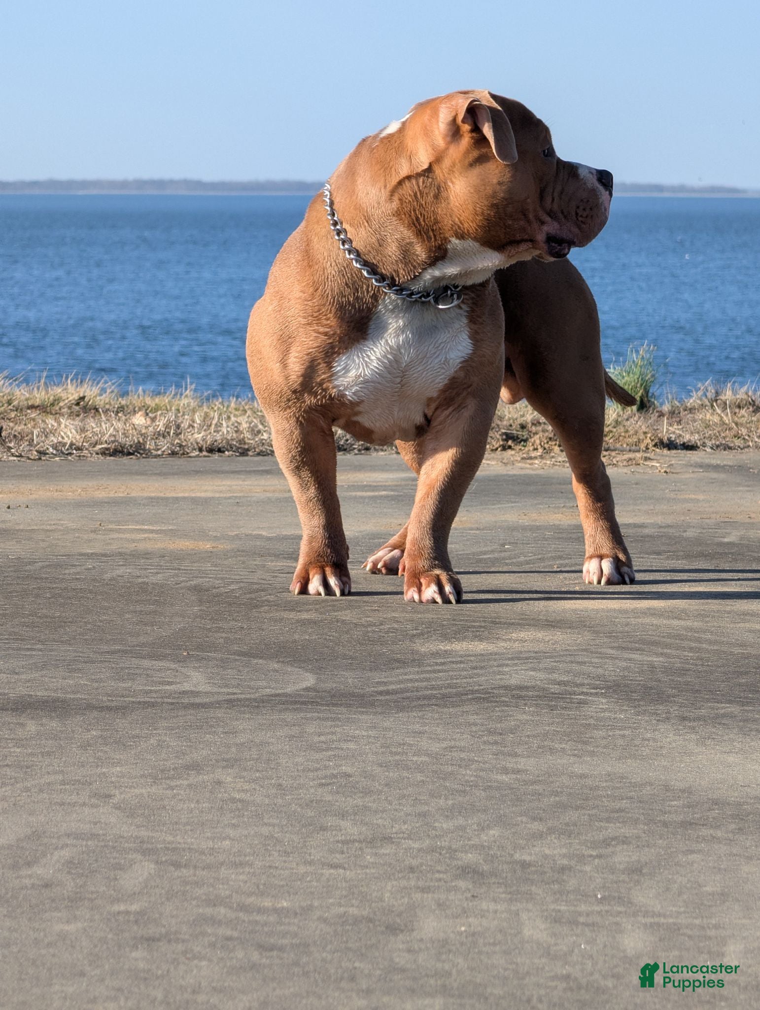 American Bully dogs Scoot ABKC  - Ad 2
