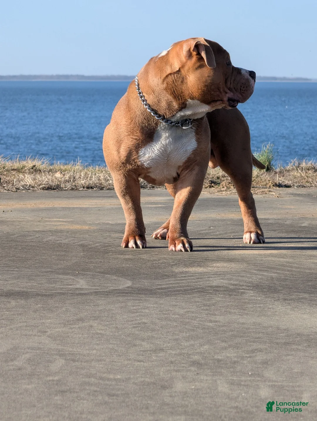 American Bully dogs for stud: Scoot ABKC  - Ad 1