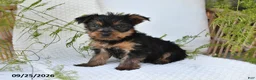 Yorkshire Terrier dogs for sale: Nellie - Ad 5