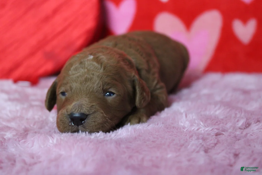 Goldendoodle dogs for sale: RC  - Ad 4