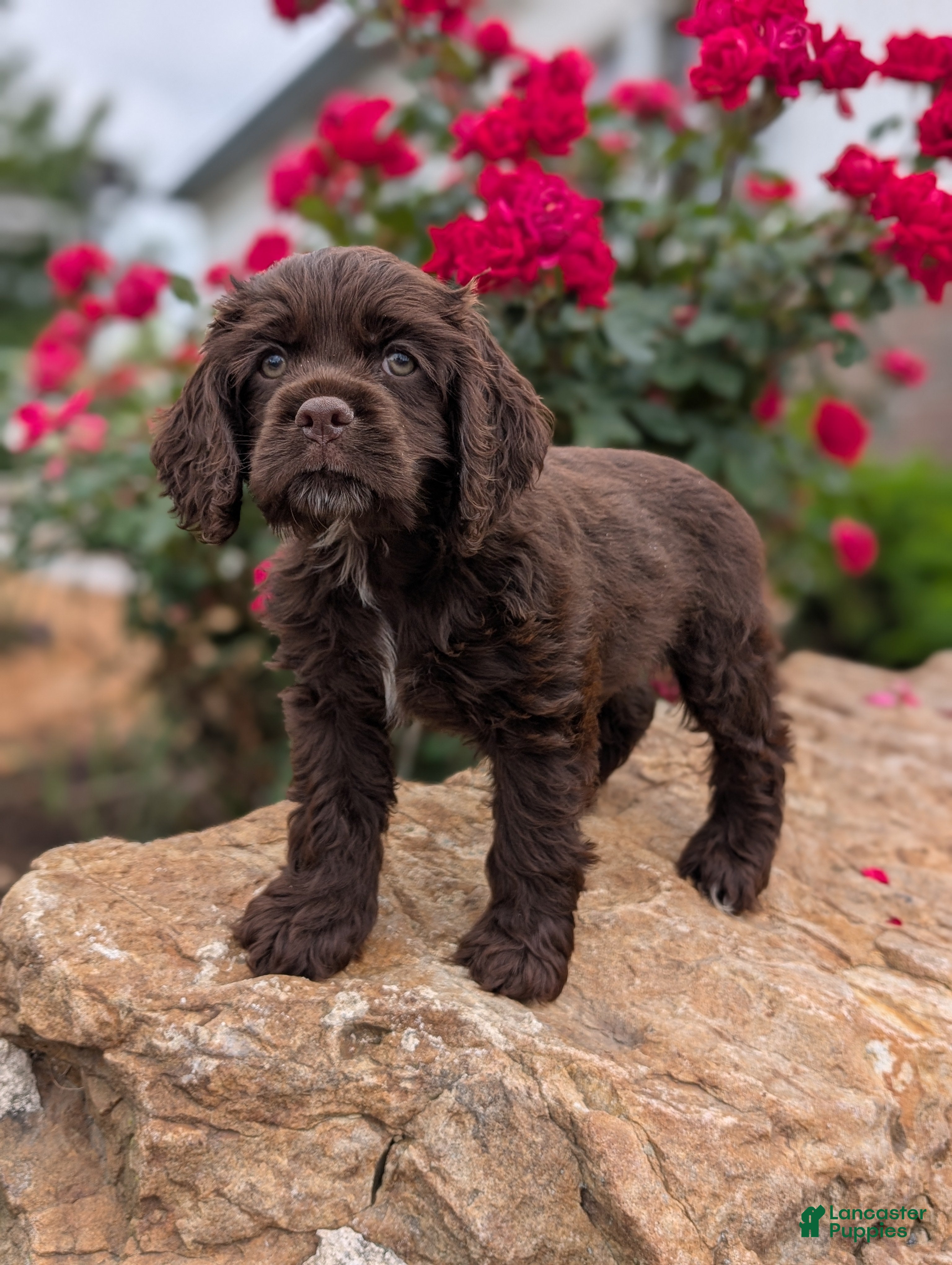 Cocker Spaniel dogs Ben - Ad 1