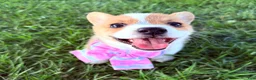 Welsh Corgi Pembroke dogs for sale: Ninny  - Ad 7
