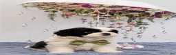 Malshi dogs for sale: Biscotti  - Ad 3