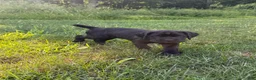 Cane Corso dogs for sale: Max - Ad 12