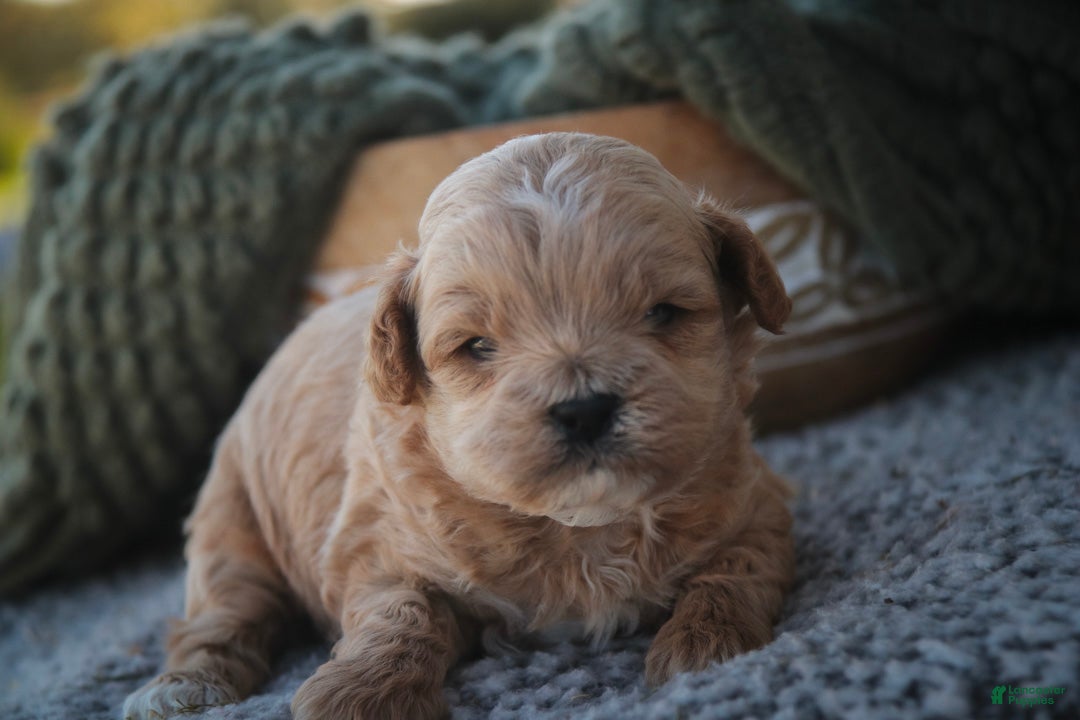 Shihpoo dogs Harold Shihpoo  - Ad 1