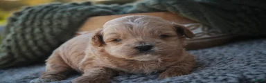 Harold Shihpoo 