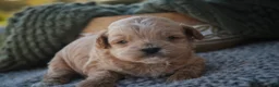 Shihpoo dogs for sale: Harold Shihpoo  - Ad 1