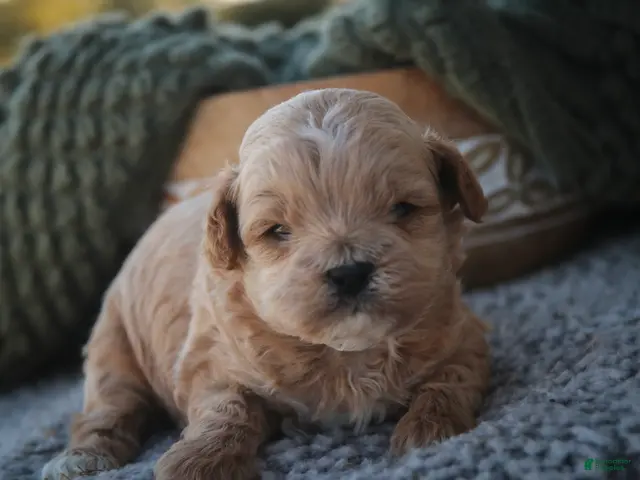 Shihpoo dogs Harold Shihpoo - Ad 1