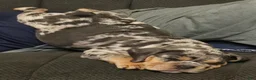 Beabull dogs for sale: Josie  - Ad 2