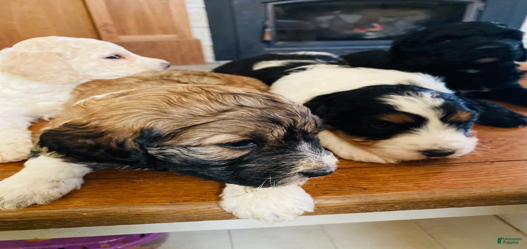 Gallery Image {{count}}