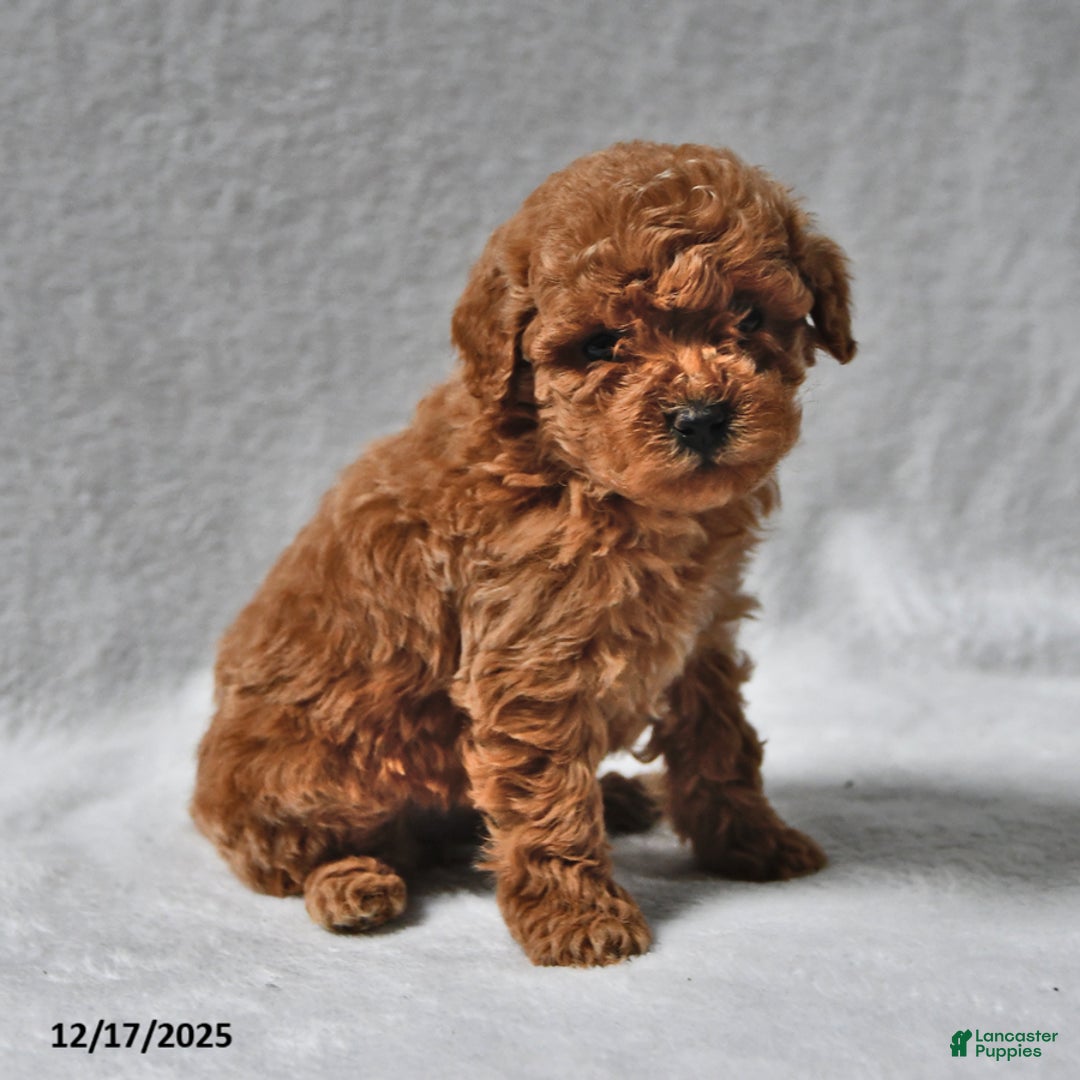 Mixed Breed dogs for sale: Ruth Ellen - Ad 2