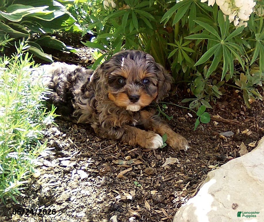 Cavapoo dogs Freddy - Ad 1