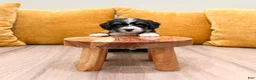 Mini Bernedoodle dogs for sale: Sophie  - Ad 4