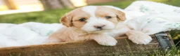 Mixed Breed dogs for sale: Tinker Bell MUNCHKIN BERNEDOODLE - Ad 8