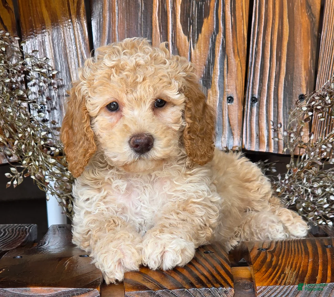 Cockapoo dogs for sale: Holly - Ad 5