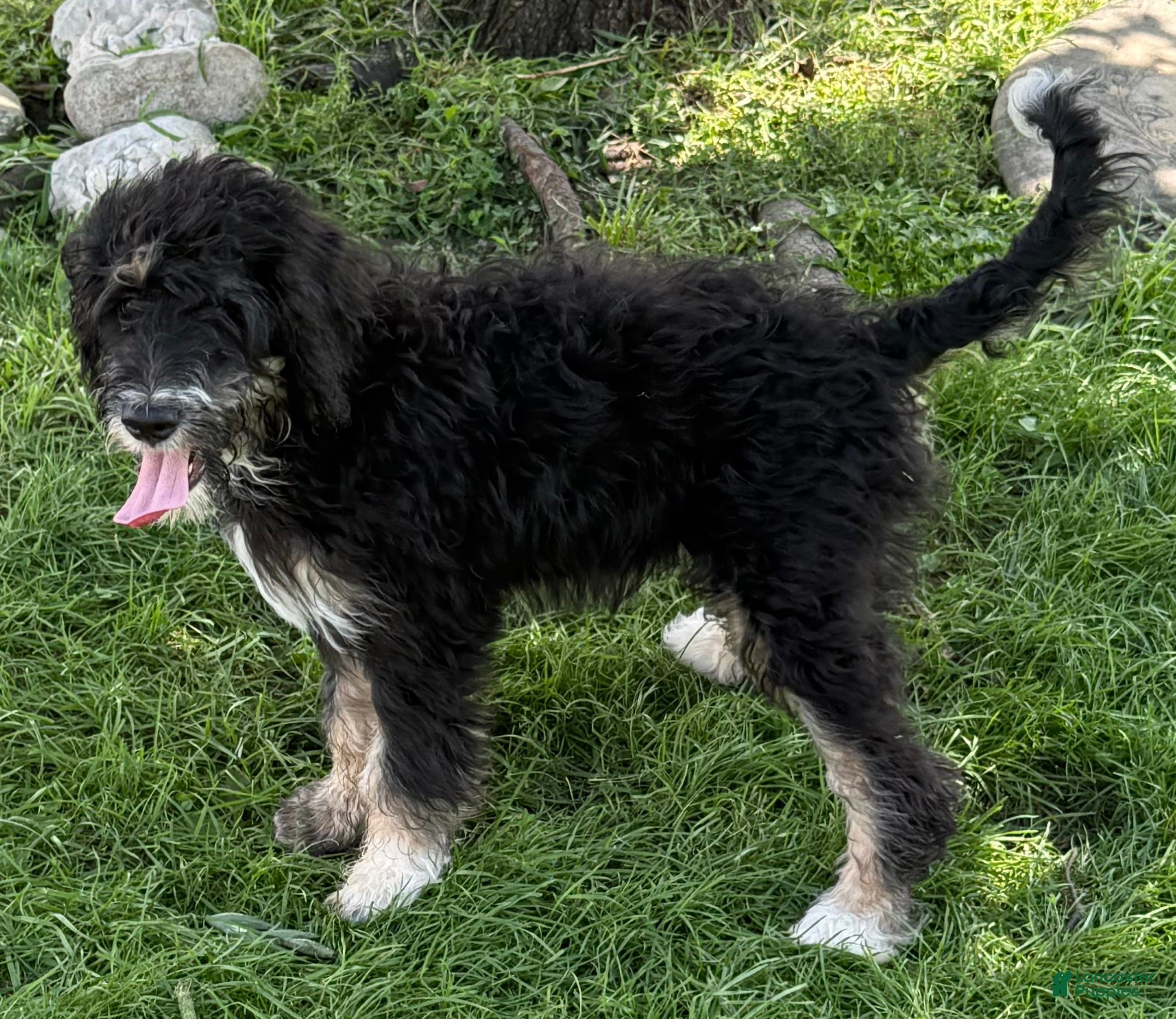 Bernedoodle dogs Candy - Ad 41
