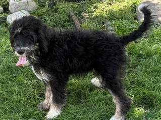 Bernedoodle dogs Candy - Ad 41