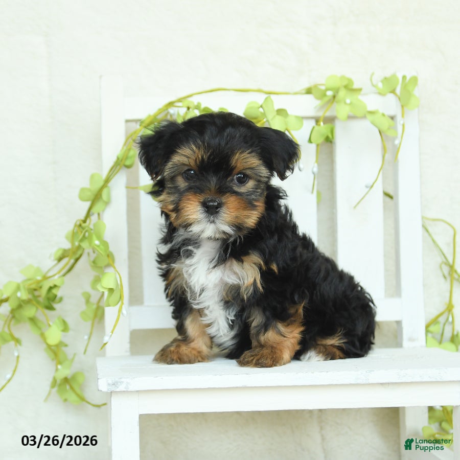 Yorkshire Terrier dogs Snickers - Ad 1