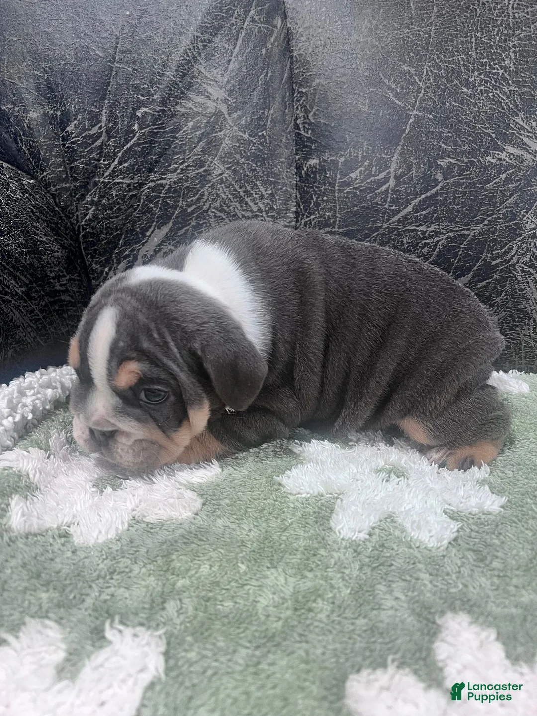 English Bulldog dogs for sale: Bluey - Ad 2