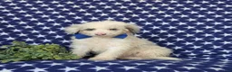 Mini Bernedoodle dogs for sale: Byrnes Hypoallergenic - Ad 1