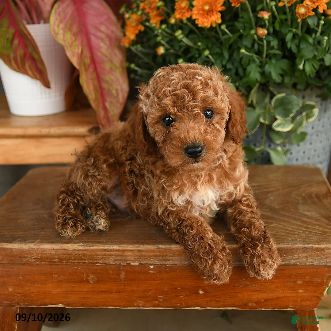 Miniature Poodle dogs for sale: Clark - Ad 2