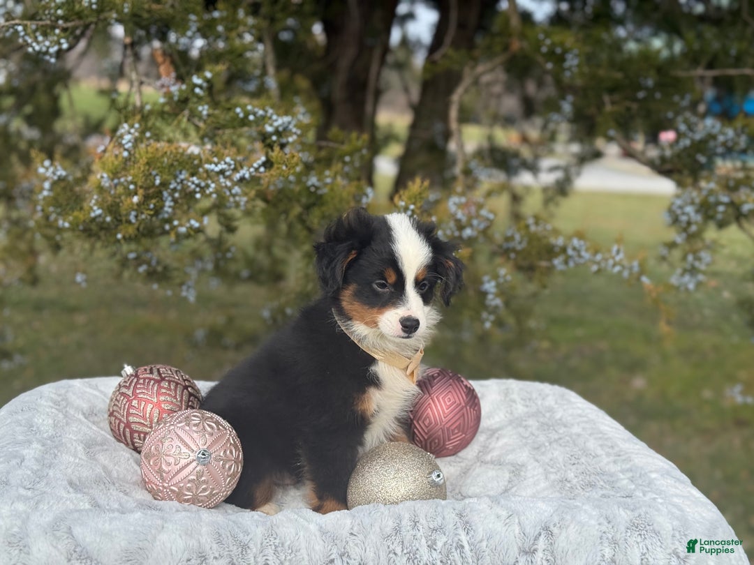 Miniature Australian Shepherd dogs for sale: Taz - Ad 7