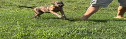 Great Dane dogs for sale: Melinda  - Ad 3