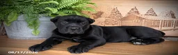 Cane Corso dogs for sale: Stella - Ad 3