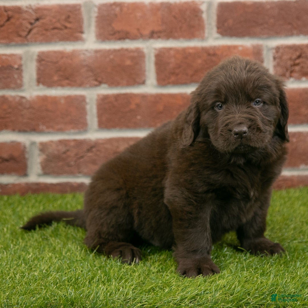 Newfoundland dogs for sale: Hudson - Ad 2
