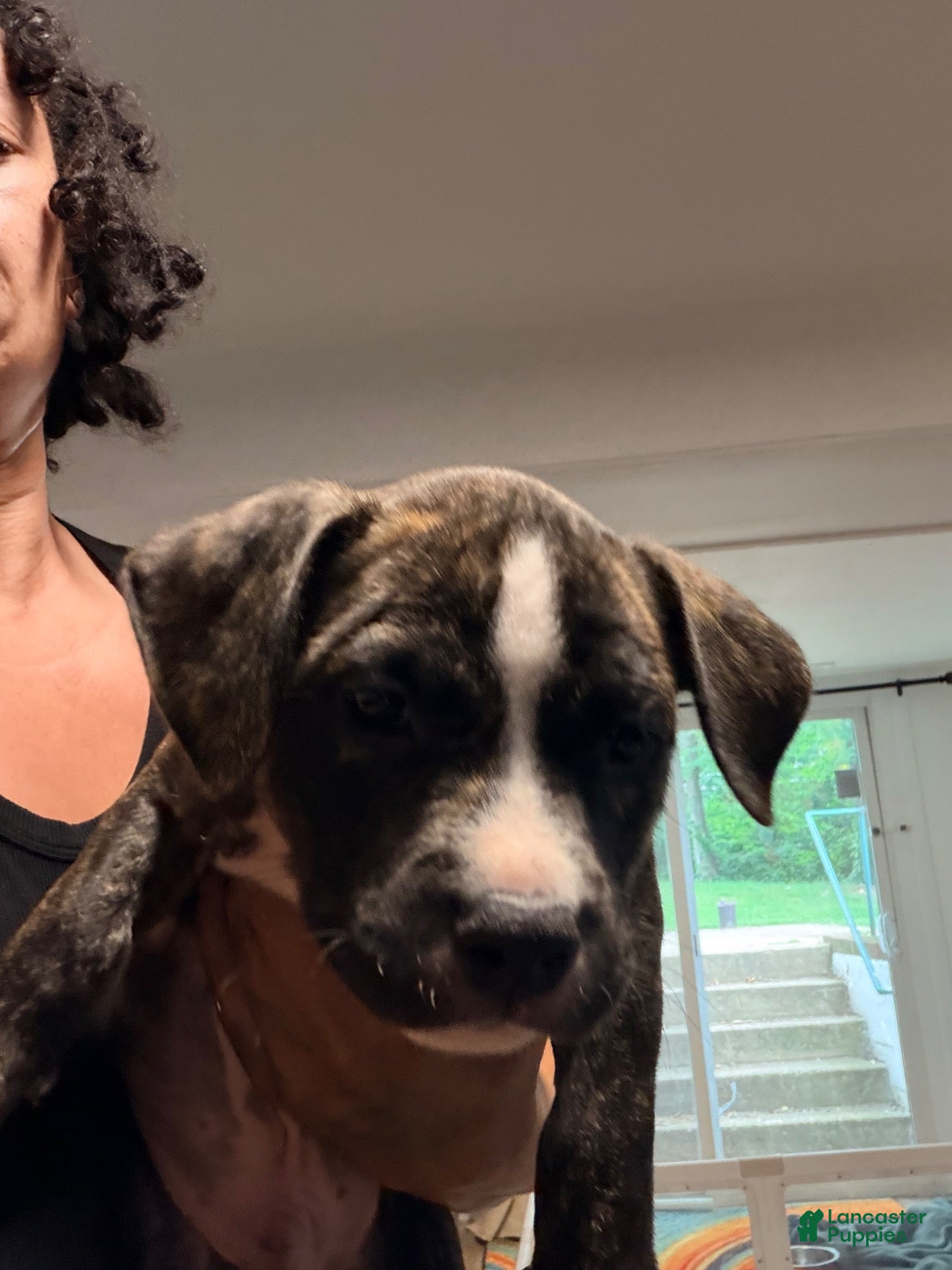 American Bully dogs American Bully 1 - Ad 6