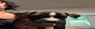 American Bully 1