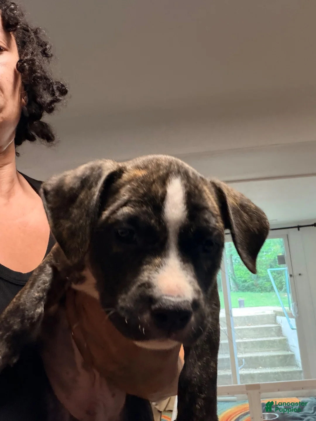 American Bully dogs for sale: American Bully 1 - Ad 1